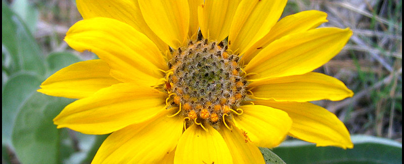 arrowleaf balsamroot flower